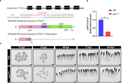 Knockout of Nur77 Leads to Amino Acid, Lipid, and Glucose Metabolism Disorders in Zebrafish